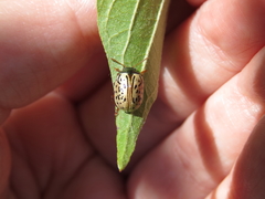 Calligrapha philadelphica