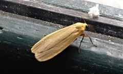 Eilema depressa