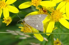 Udea alpinalis