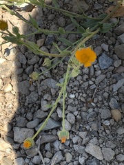 Calendula arvensis