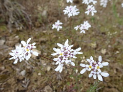 Iberis