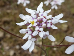 Iberis