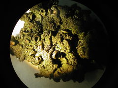 Melanohalea subolivacea