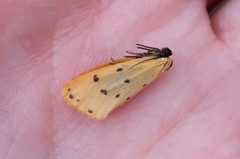 Setina irrorella