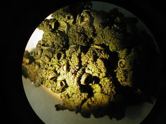 Melanohalea subolivacea