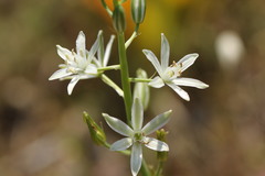 Anthericum