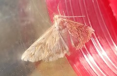 Cynaeda dentalis