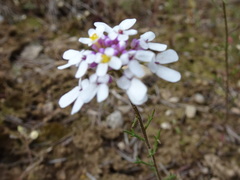 Iberis