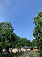 Ictinia mississippiensis