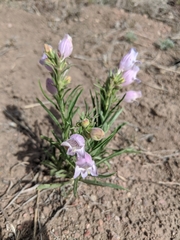 Penstemon jamesii