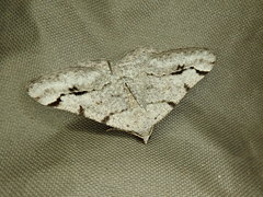 Digrammia denticulata