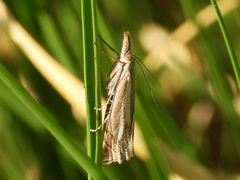 Xanthocrambus lucellus