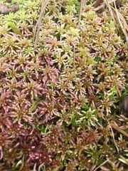 Sphagnum magellanicum
