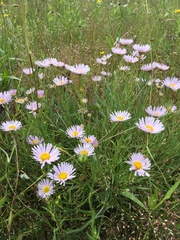 Erigeron decumbens