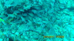 Haemulon carbonarium