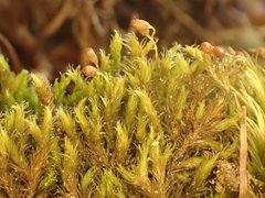 Racomitrium sudeticum