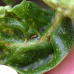 Klambothrips myopori