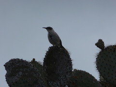 Mimus parvulus barringtoni