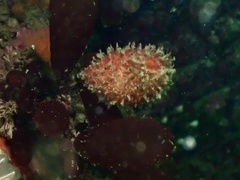 Boltenia villosa