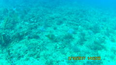 Cantherhines macrocerus