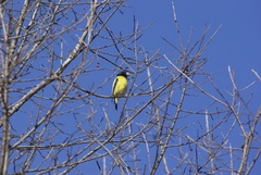 Coccothraustes abeillei