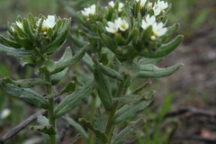 Buglossoides arvensis