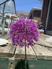 Allium giganteum