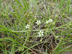 Thesium divaricatum