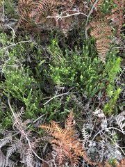 Agathosma cerefolium