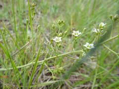Thesium divaricatum