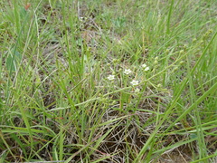 Thesium divaricatum