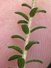 Agathosma cerefolium