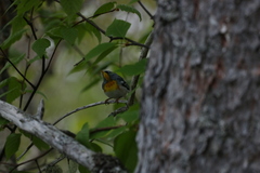 Setophaga americana image