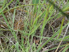 Thesium divaricatum