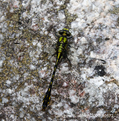 Ophiogomphus mainensis