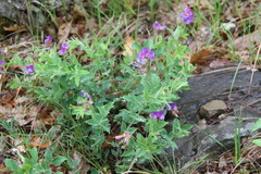Lathyrus laxiflorus