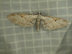 Eupithecia nevadata