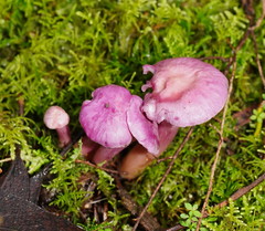 Hygrocybe cheelii