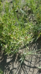 Nitrophila occidentalis