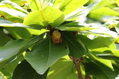 Myotis formosus flavus