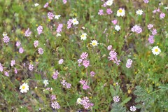 Silene scabriflora