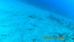 Malacanthus plumieri