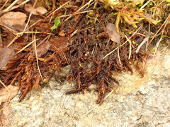 Sarmentypnum exannulatum