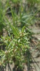 Nitrophila occidentalis
