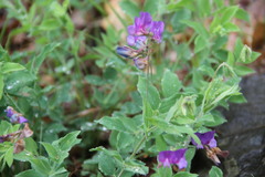 Lathyrus laxiflorus