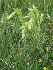 Onosma tricerosperma