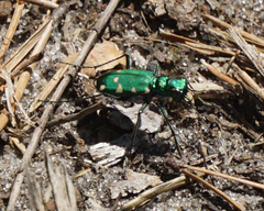 Cicindela patruela