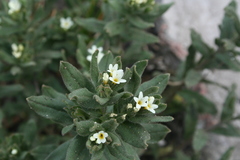 Buglossoides arvensis