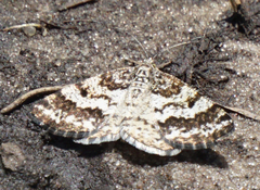 Eufidonia discospilata