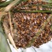 塞內加爾蜜蜂 - Photo (c) Martin Grimm，保留部份權利CC BY-NC